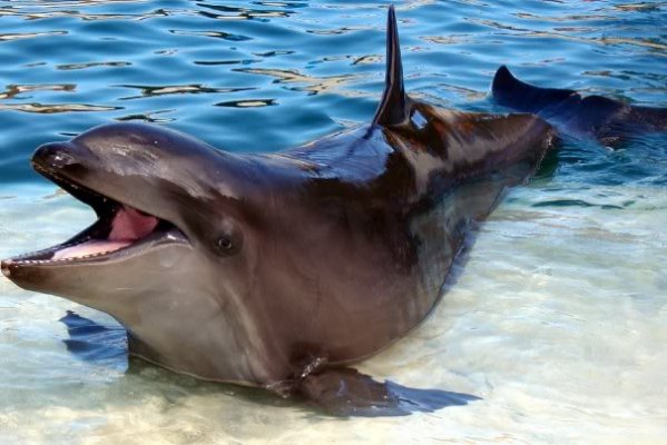 delfin animal hibrid