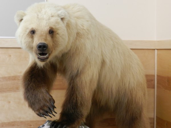 urs polar cu urs grizly