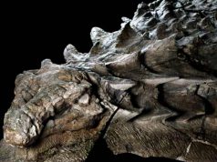 Cea mai bine conservată fosilă de dinozaur