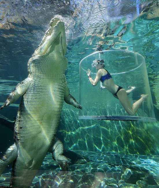 crocodil de apă sărată