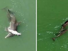 mamă delfin îşi împinge puiul mort