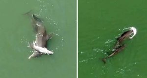 mamă delfin îşi împinge puiul mort