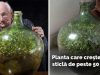 planta care creşte într-o sticlă