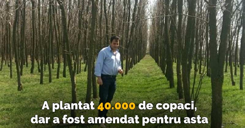 plantat 40.000 de copaci