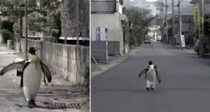 pinguin merge la magazin