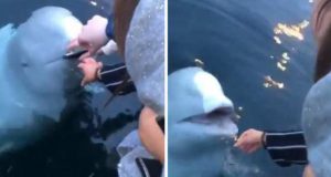 delfin a recuperat un iPhone