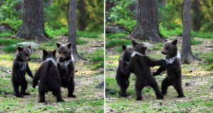 ursuleţi care dansează
