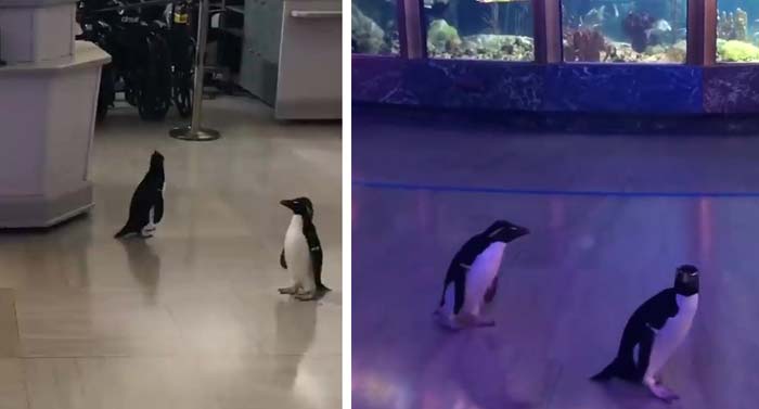 pinguini lăsaţi liberi prin acvariu