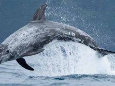 delfinul jack