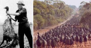 războiul emu