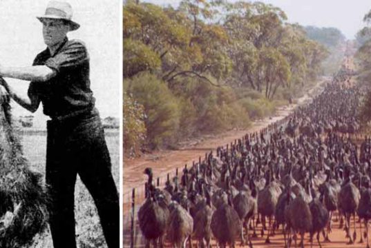 războiul emu