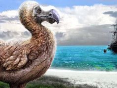 pasărea dodo