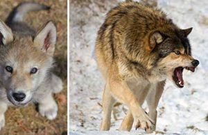 curiozităţi despre lupi