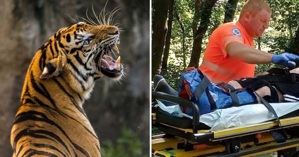 vasluian s-a bătut cu un tigru de la zoo