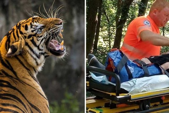 vasluian s-a bătut cu un tigru de la zoo