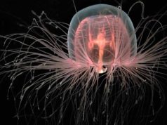 meduza nemuritoare