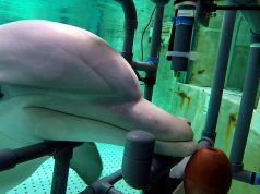 delfinul cu botul gros simte electricitatea