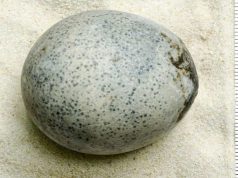 ou din perioada romană