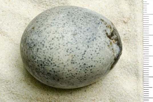 ou din perioada romană