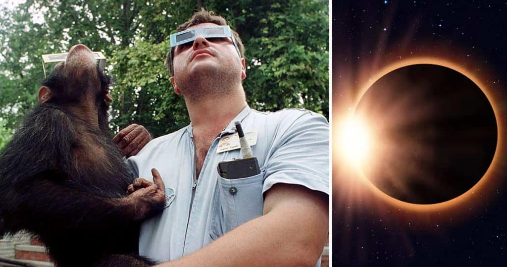 animalele se comportă ciudat în timpul unei eclipse