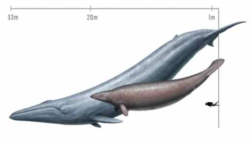 Cel mai mare animal balena albastră