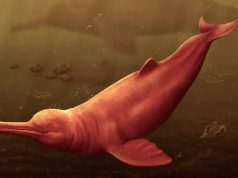 specie diferită de delfin