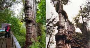 cel mai vechi copac din lume