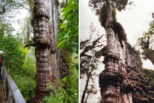 cel mai vechi copac din lume